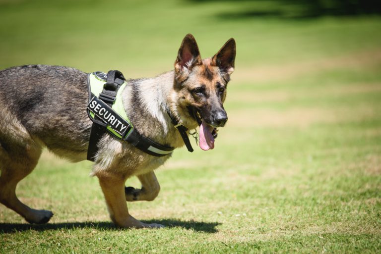 K9 store security dogs